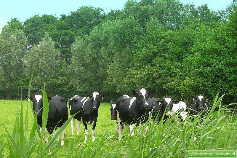 5 10 15 Gemiddelde groei door het jaar 70-80 kg ds (10-11 cm) Oppervlakte aanpassen als aanbod meer/minder is Voorbeeld Kalveren 25-30 m2 per dier per dag 30 kalveren 14 dagen