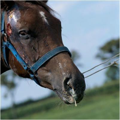 Besmettelijke paardenziekten Zoals de meesten van jullie wel weten zijn er een aantal besmettelijke paardenziekten de een wat bekender dan de ander, hier zullen we de meest voorkomende toelichten