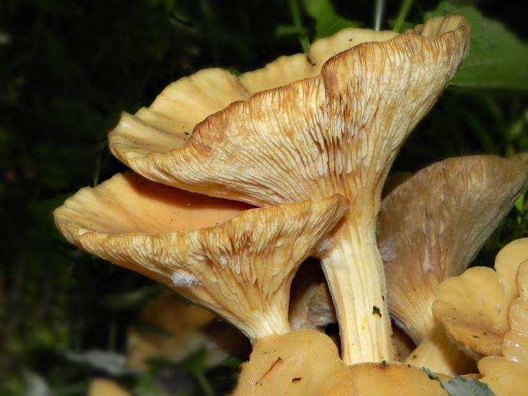 Dit is een schadelijke schimmel die soms op planten voorkomt. Ze zijn specifiek voor een bepaalde soort. Hier op Gewone vogelkers. Van dichtbij toch wel mooi.