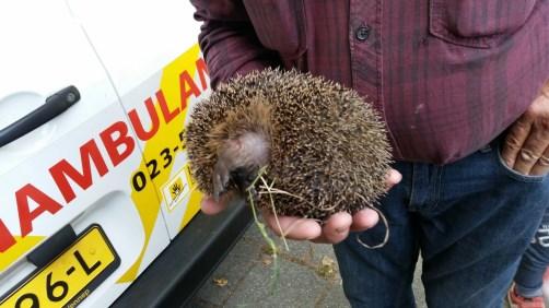 De dierenambulance werd gebeld en met behulp van een betonschaar werd het egeltje bevrijd.