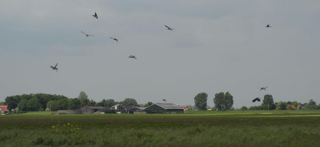 Volop weidevogels 2015 Grutto 12