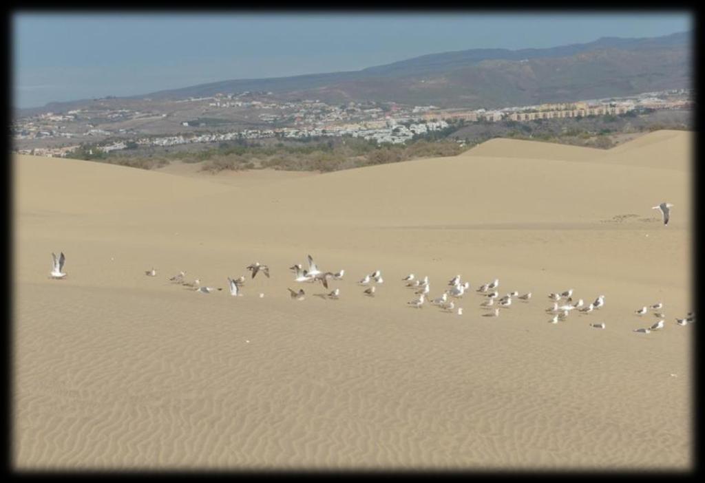 Canaria.