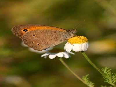 Soortgroep Hoofd-biotoop Uiterlijke kenmerken Insecten Ruige graslanden, hagen, bermen en stedelijk groen.