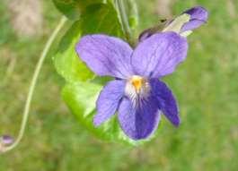 bloemen van ongeveer 1,5 cm 5 kroonbladeren Wortelstok met uitlopers