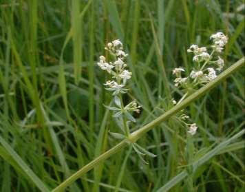 Kenmerken glad walstro hoofdbiotoop Uiterlijke kenmerken Dijken bermen en bij kreupelhout De plant heeft een vierkante stengel met enkelvoudige,