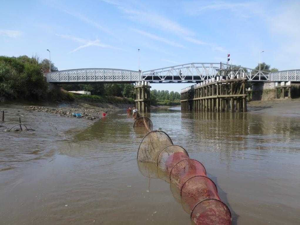 2.2 Staalnamestations en waterkwaliteit De viscampagnes gebeurden op een plaats nabij de monding (Hamme, Mirabrug) en een locatie verder stroomopwaarts in Zele (Fig. 1, Tabel 1).