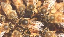 OVERWEGING BIJENVRIENDELIJK EN DUURZAAM IMKEREN KUNSTMATIGE KONINGINNENTEELT David Heaf Vertaling: Alois Schotanus In aansluiting op de vorige uittreksels (1) uit zijn boek The Bee-friendly Beekeeper