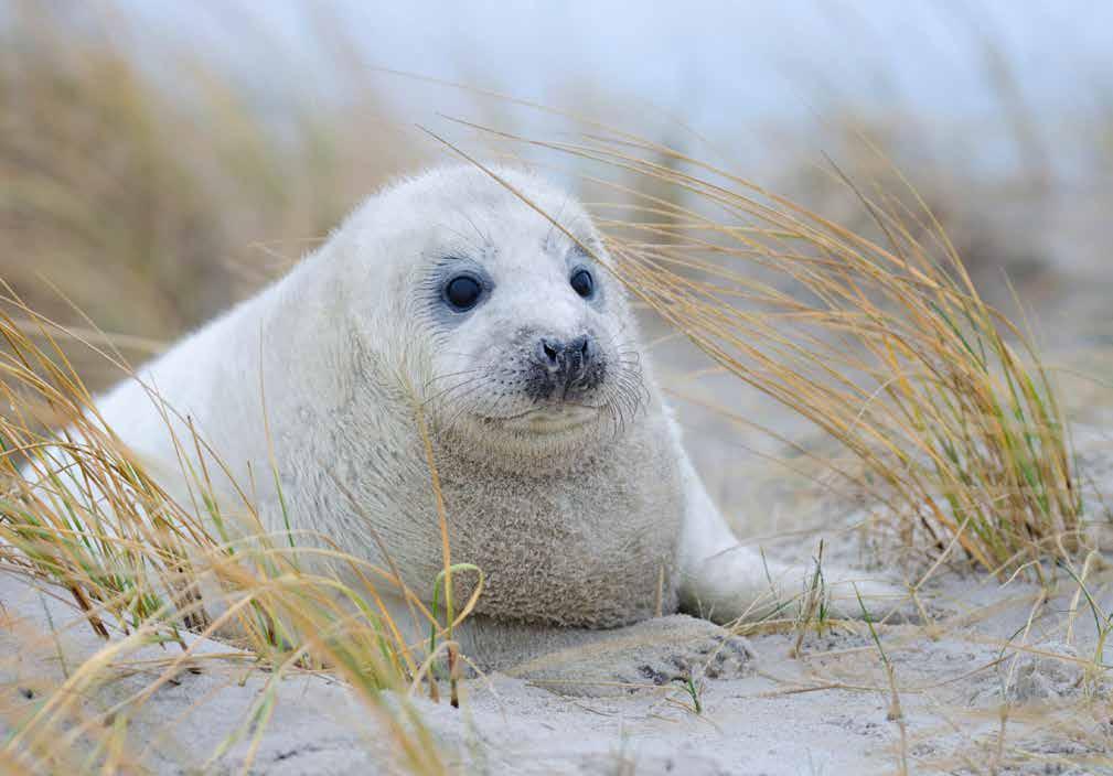 Grijze zeehond: succesvolle voortplanting in een veilige omgeving De Noordzeekustzone is samen met de westelijke Waddenzee in Nederland het belangrijkste leefgebied voor de grijze zeehond.