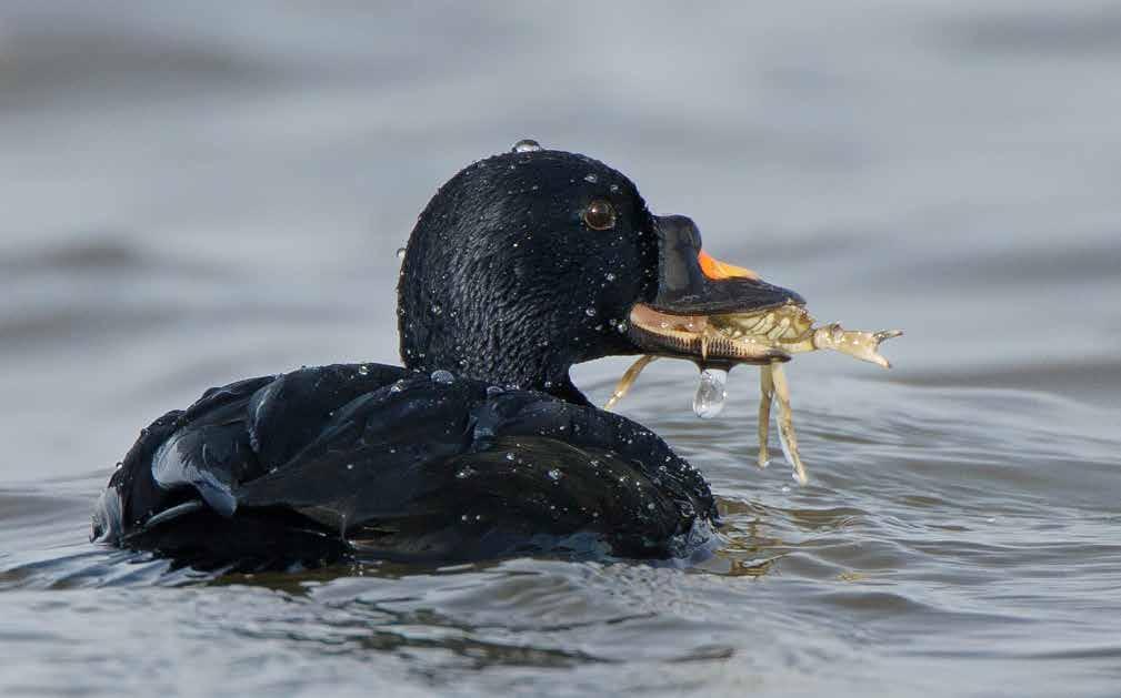 Zwarte zee-eend: meer schelpdieren en rust nodig Naast vogels die broeden in Nederland zijn er ook vogels die elders broeden maar juist in Nederland overwinteren, zoals de zwarte zee-eend.