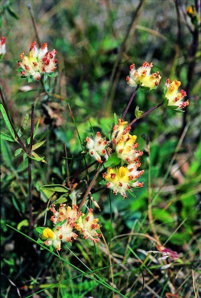 A Figuur 6.3 A) Wondklaver (Anthyllis vulneraria) is een typische vertegenwoordiger van de kalkrijke duinen, die haar zwaartepunt van voorkomen in het zogenaamde zeedorpenlandschap heeft.