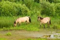 Konikpaarden helpen - na het vogelbroedseizoen - een handje mee om het terrein open te houden.