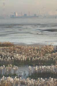 linkerscheldeoever in een notendop 2-3 DE NATUURLIJKE HAVEN De uitbouw van de Waaslandhaven en de aanleg van het Deurganckdok leidde tot verdere aantasting van de aanwezige natuurwaarden.