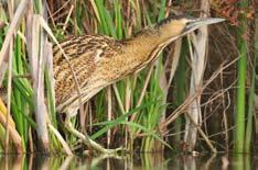 De natuurontwikkeling in het Groot Rietveld geldt als een blijvende compensatie voor natuurwaarden die bij grote