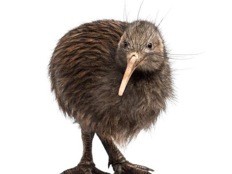 Kiwi-vogels hebben een lange, gebogen snavel met een gevoelige punt waarin ook de neusgaten liggen.