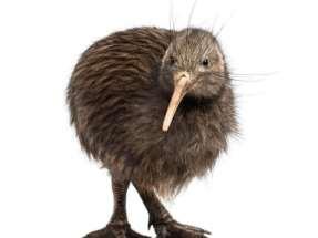De Kiwi-vogel: Kiwi-vogels hebben een lange, gebogen snavel met een gevoelige punt waarin ook de neusgaten liggen.