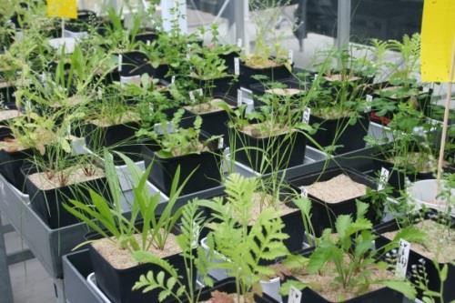 Plant-soil feedbacks: microbiome