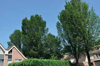 Doel van de fasering is dat er elk jaar voldoende voortplantings- en foerageerbomen aanwezig blijven. In sommige steden zijn veel iepen aangetast door de iepenziekte.