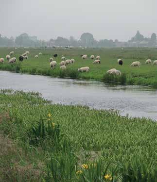 in het 1000 100 10 Vrouwtje groene glazenmaker zet eitjes af op krabbenscheer. 1 2003 2006 2009 2012 2015 De landelijke populatietrend van de groene glazenmaker is matig afnemend.