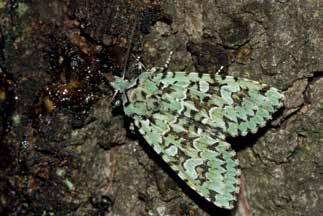 Aantal vlinders per loca e 100 80 60 40 20 0 2014 2015 2016 Gem aantal exemplaren per nacht Totaal aantal soorten in per jaar Aantal waargenomen soorten per jaar en vlinders per nacht per meetpunt in