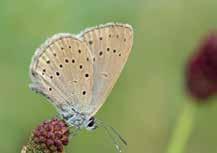 De jaarverslagen van de meetnetten zijn te vinden op www. vlinderstichting.nl/ jaarverslagen-meetnetten. Stijging De stijging van de koninginnenpage (1) 1 is de laatste jaren flink afgevlakt.