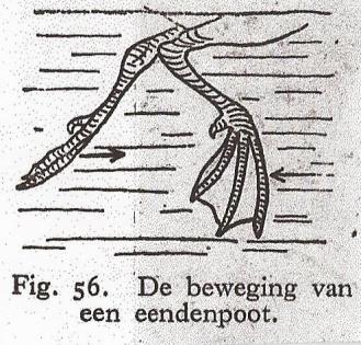 Wist je dat..? Deel 6 Jan Zweeris Poten 1. poten veel vertellen over hoe een vogel leeft 2. ze lang of kort kunnen zijn en uitgerust met kromme tenen, lange tenen, zwemvliezen of lobben 3.