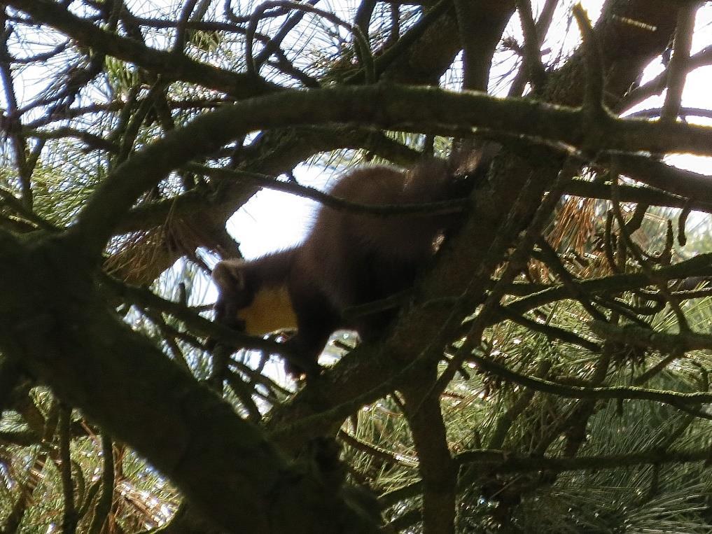 paar dat in 2014 van dit haviknest gebruik maakte, week nu uit naar een kraaiennest in de noordwesthoek van de Glopstukken, ten zuiden van de Zeeweg in gebied Castricum.