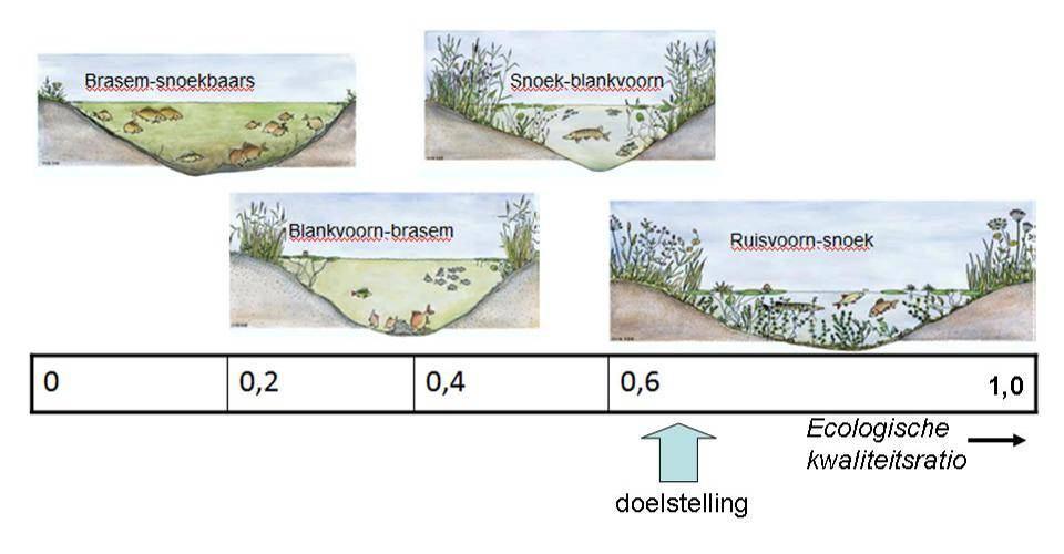 Figuur 1. Viswatertypen en onze doelstelling (ondiepe meren) De gevarieerde structuren en vegetatietypen zorgen voor een diversiteit aan habitats voor macrofauna.