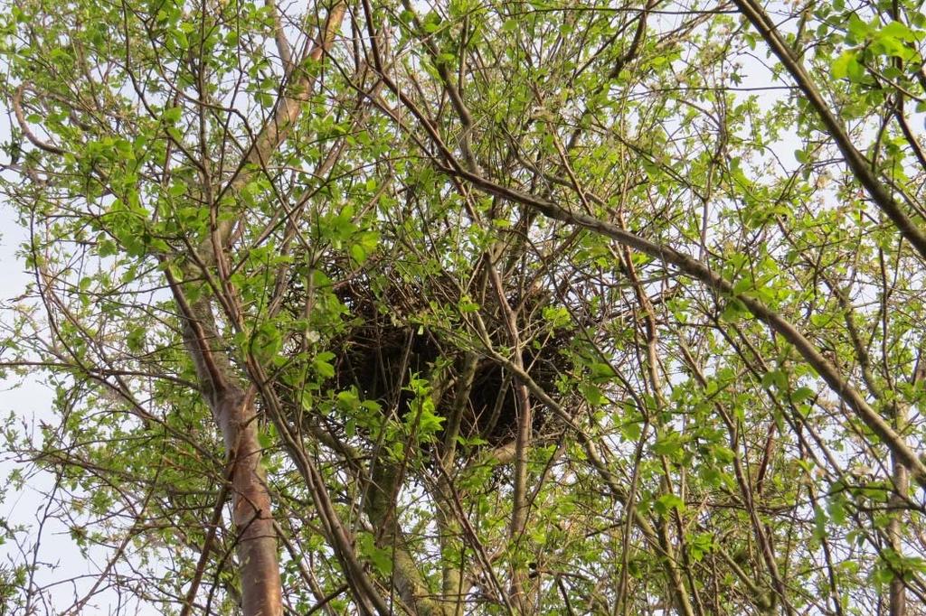 10 Landgoed Oudendam veldbezoek werd een mannetje Kievit waargenomen. Mogelijk komen ook Tureluur en Scholekster voor als broedvogel.