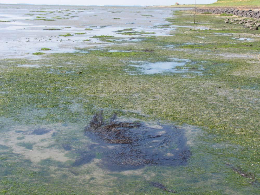 Zeegrasmitigaties Oosterschelde ZLD-6476: Eindevaluatie