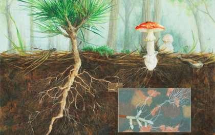 Mycorrhiza, een voorbeeld van mutualisme Bomen zouden niks zijn zonder hun vrienden de paddenstoelen. Elke boomsoort heeft een aantal zwammen waarmee hij samenleeft.