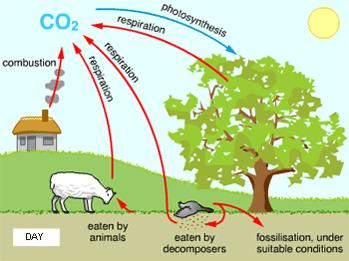 De natuur is circulair: eerst kijken naar CO 2 Koolstof (C) zit in bouwstenen van de levende