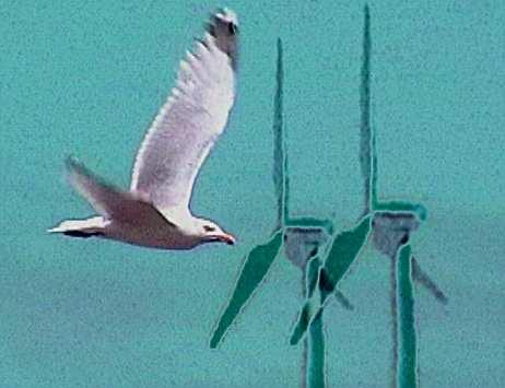 Interactie tussen locaties voor windturbines en vogelbestanden in Vlaanderen.