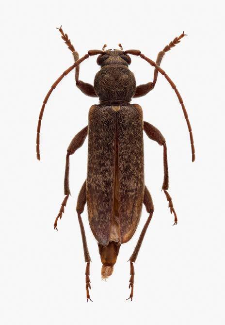De Bostrichidae werden vertegenwoordigd door één soort die met 12 exemplaren werd gevangen: Lyctus brunneus (Stephens, 1830), een exotische kosmopolitische soort die zich voedt met spinthout van