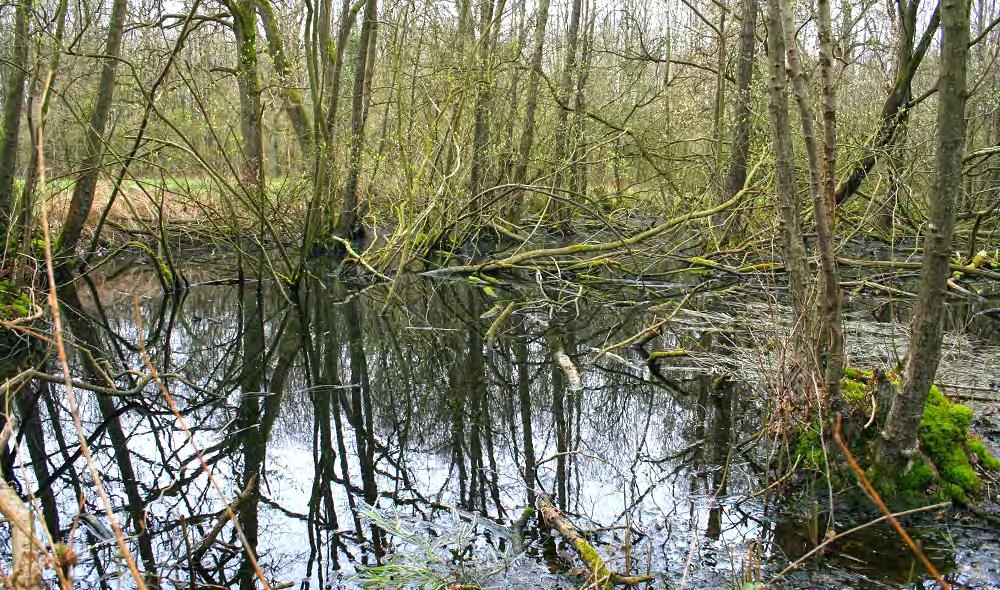 9 Natuurschoonweg 37 kaart GPS 53 09 26.3 N 6 23 42.8 E Direct na huisnummer 37 LA en meteen RA over fietspad. Op driesprong RD. Volgende driesprong bij (77) links aanhouden.