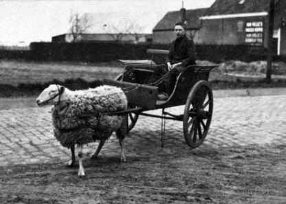 Pagina 17 Koe en melkbus Breng de koe naar de melkbussen. Pagina 20 Boerenleven Welke plaatjes passen bij elkaar? Pagina 21 Boerenerf Kleurplaat.