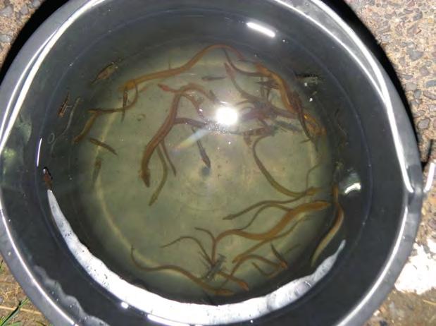 Resultaten 2016 brasem of kolblei is de waarneming als combinatie opgenomen. Bijna alle zoetwatervissoorten die zijn gevangen zijn ook bij Aetsveld-Oost gevangen.