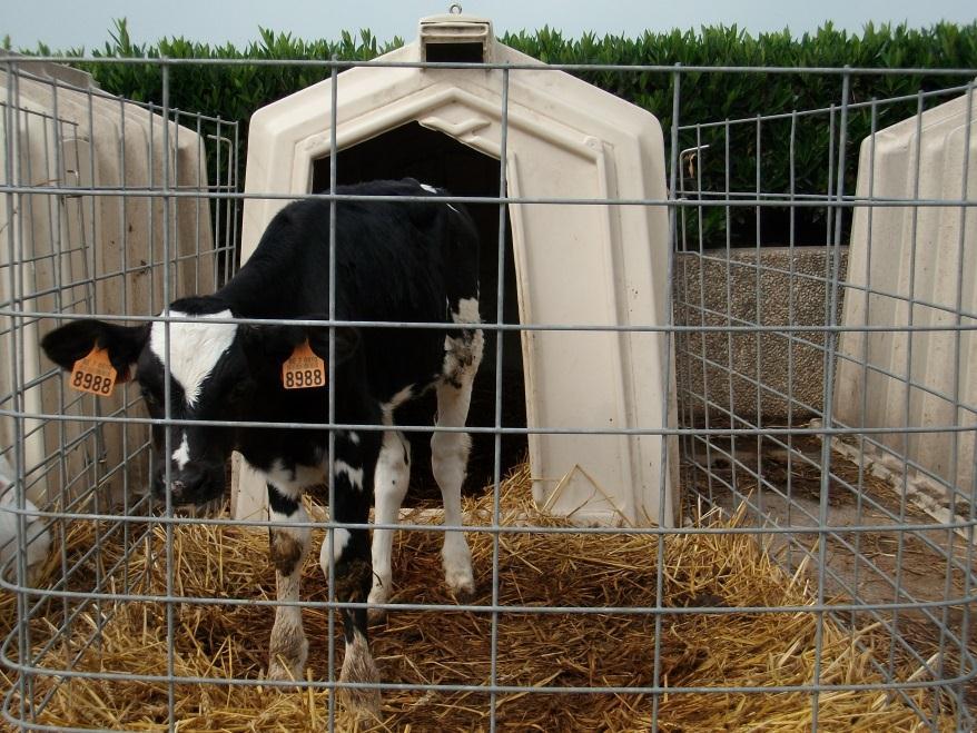 Bedrijfsprobleem Mycoplasma bovis Pathogeen Slechte behandelingsresultaten (tilmicosin, tulathromycin) Immuniteit Kalveren : 5 dagen 3 maand Rantsoen : OK Koeien: stress rond