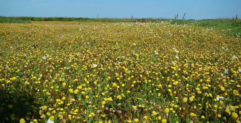 Goudknopje Zeer snel toenemend, door heel Zeeland Bedreiging