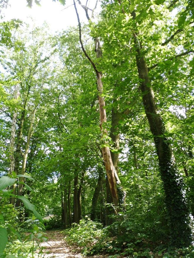 Tabel 12: resultaten VTA-inspectie boom 12 12 Quercus rubra / Amerikaanse eik Hermelijnlaan 20-40 cm Dood