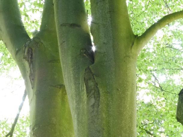 Geadviseerd wordt de boom te handhaven, kroonverankering aan te brengen en gerichte snoei uit te voeren ter vermindering van de mechanische belasting (momentkrachten) op takaanhechting.