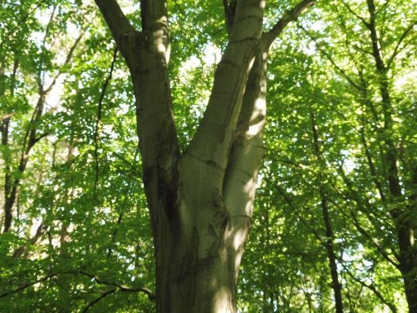 : Indien het de voorkeur heeft om de boom (vooralsnog) te behouden, dan wordt geadviseerd een kroonverankering aan te brengen en gerichte snoei uit te voeren ter
