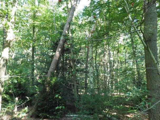 geconstateerde gebreken/afwijkingen De boom vertoont signalen