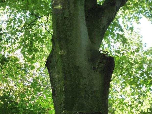 : Indien het de voorkeur heeft om de boom (vooralsnog) te behouden, dan wordt geadviseerd een kroonverankering aan te brengen en gerichte snoei uit te voeren ter