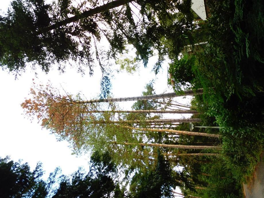Tabel 66: resultaten VTA-inspectie boom 66 66 Pinus sylvestris /