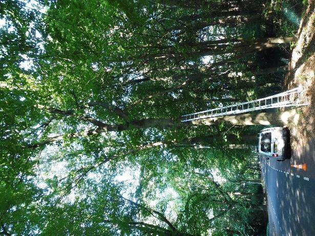 5 Resultaten nader onderzoek Tabel 68: resultaten boomtechnisch onderzoek boom 62 Boomgegevens Boomnummer: 62 Boomsoort: Quercus rubra / Amerikaanse eik Locatie: Tegenover Hartenseweg 40