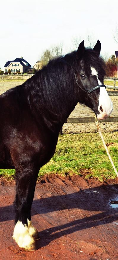 We hebben het plezier in rijden Twister is een Welsh Cob pony van 12 jaar. Hij is met windkracht 10 geboren, vandaar zijn naam. Ik had hem al besteld voordat zijn moeder drachtig was.