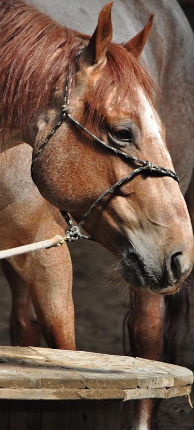 Cody is in januari 2004 in Wellseind geboren. Sinds hij 4 maanden oud is, is hij in mijn bezit. Cody is een American Quarter Horse en stamt af van Arc King Cody en Chic Twistina.