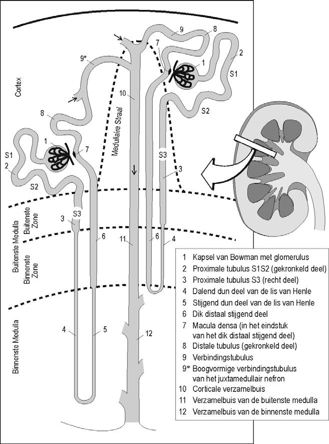 Is de nier louter een filter? 1. Glomerulus = filter vormt het ultrafiltraat: 180 L/dag produceert renine 2.