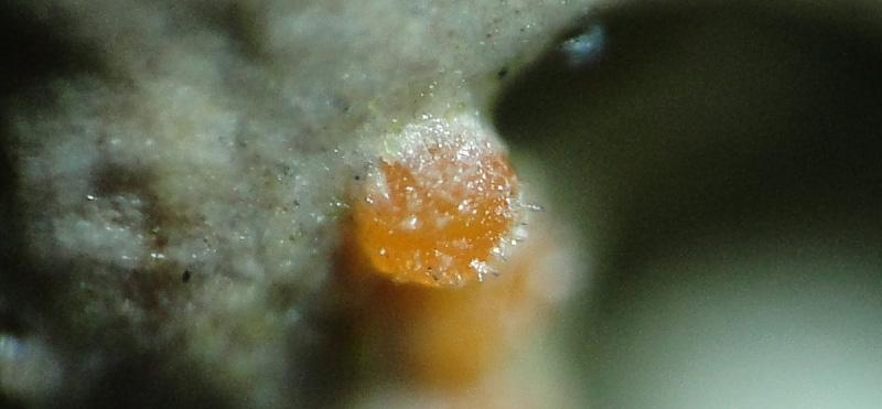 Foto s 12-13. Trichonectria anisospora, Schoorl, parasiet op Hypogymnia physodes. Foto s: Henk-Jan van der Kolk. Diederich, op Hypogymnia physodes. Eerste vondst in Nederland.