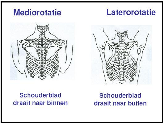 Laterorotatie: wanneer je je arm hoog op tilt vind er eerst elevatie plaats, daarna draait het schouderblad enigszins naar buiten. Mediorotatie: terug draaien van schouderblad vanuit laterorotatie.